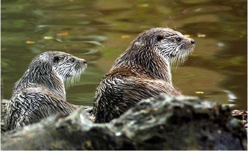 Duas lontras bebés ajudam a repovoar o rio Febros Lontra-bebé anima o Parque Biológico Desde a década de 80 que as lontras desapareceram daquele curso de água devido ao aumento da poluição.