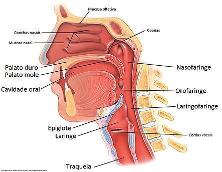 Paladar O sentido do paladar é captado por células receptoras de paladar (receptores gustativos), presentes nas Papilas Gustativas.