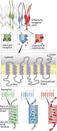 Receptores de Odor e Transdução Receptores de odor codificam mais