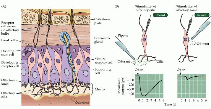 Neurônios olfativos tem sensibilidade distinta a odores