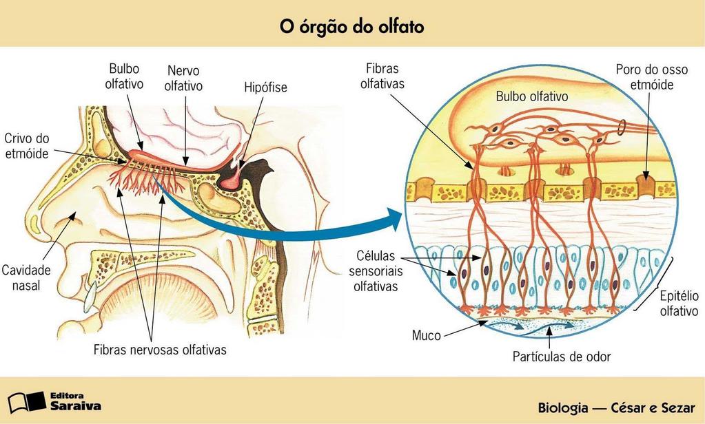 Células Bipolares do epitélio olfativo