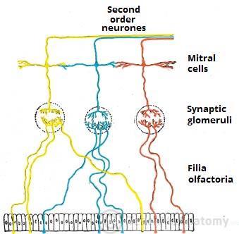 olfativo e neurônios olfativos de segunda