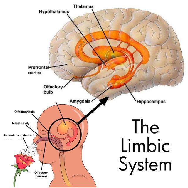 Sistema Límbico Hipotálamo e Amigdala mediação de aspectos emocionais e