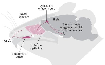 Órgão Vomeronasal Sistema olfativo acessório ou sistema vomeronasal Compreende os órgãos vomeronasais localizados na base do septo nasal, nervos vomeronasais e bulbos olfativos acessório.