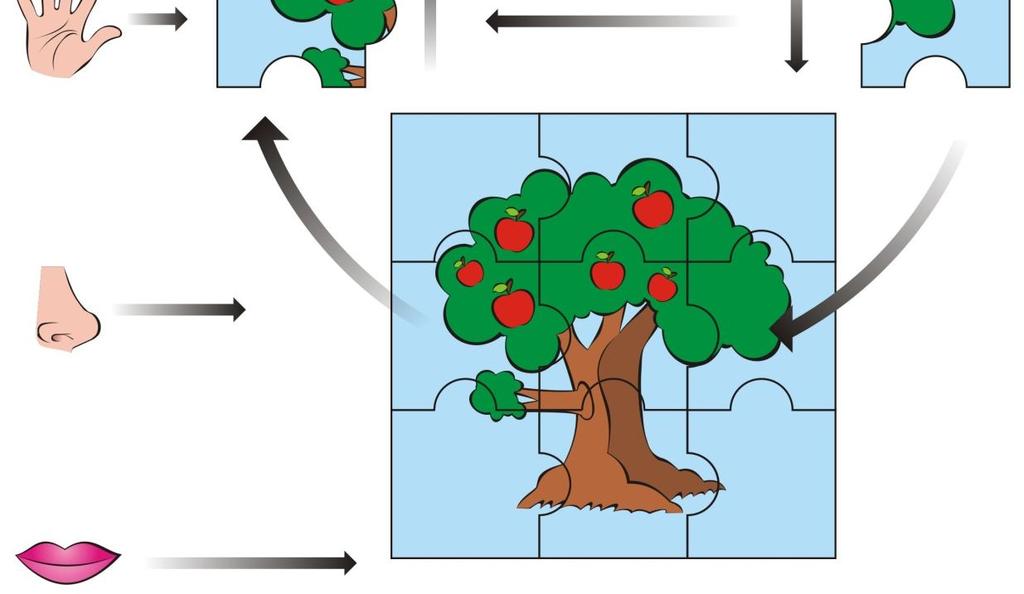 Conforme a figura 03, um todo, ou seja, uma árvore sem frutos, é comparada a outra árvore com frutos que é outro todo, bem como suas partes são comparadas entre si e
