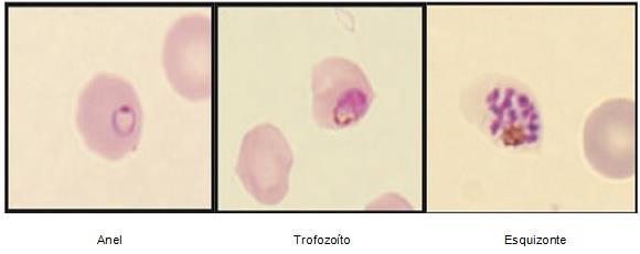 (A) Infecção do hospedeiro vertebrado; (B) Fase pré-eritrocítica; (C) Fase eritrocítica; (D) Infecção do