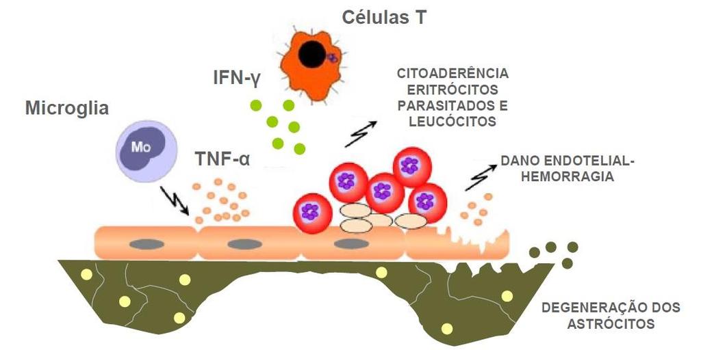 38 Figura 6: Mecanismos envolvidos na degeneração do endotélio vascular e