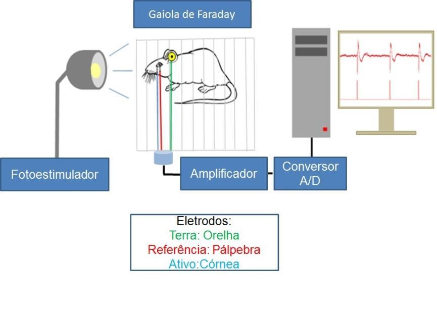 60 Figura 10: Desenho esquemático dos equipamentos de Eletrorretinograma (ERG) utilizado para o desenvolvimento do presente trabalho. 3.8.