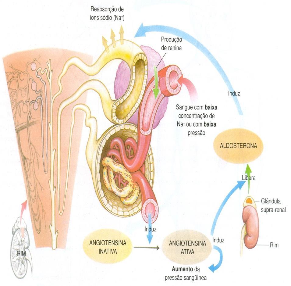 Cl - secreção de K + ) e peptídeo natriurético atrial ( TFG e reabsorção de Na +, Cl - e H 2 O); O principal que