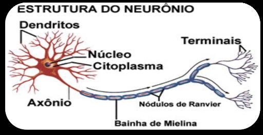 Impulso nervoso Um impulso nervoso é a transmissão de uma alteração elétrica ao longo da membrana do neurônio a