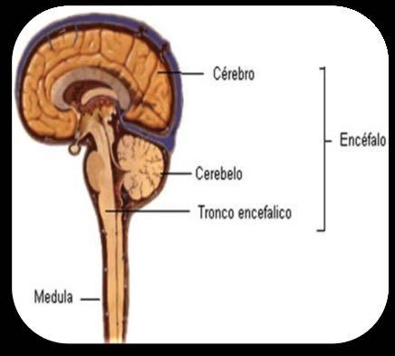 Sistema Nervoso Central Encéfalo: é protegido pelo crânio e tem a função de r e c e b e r informações.