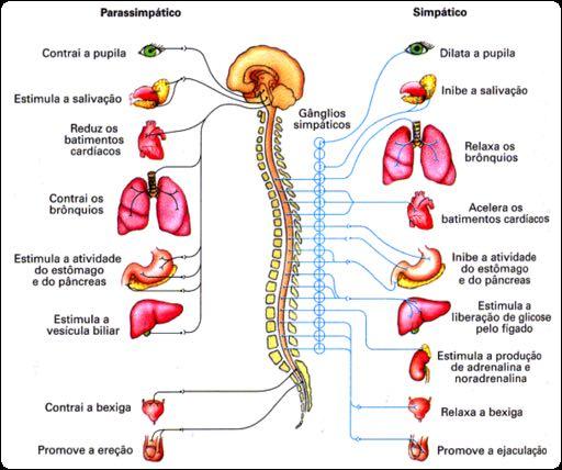 Sistema Nervoso Periférico Composto de nervos encarregados