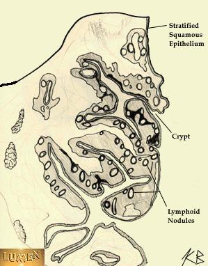 Epitélio estratificado escamoso Tonsilas palatinas Par de estruturas constituídas de tecido linfático Cripta Folículo