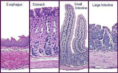 Histologia do Trato Gastrintestinal Esôfago