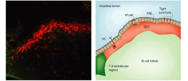 Tecido linfóide associado ao intestino placas de Peyer Luz intestinal Região interfolicular Folículo