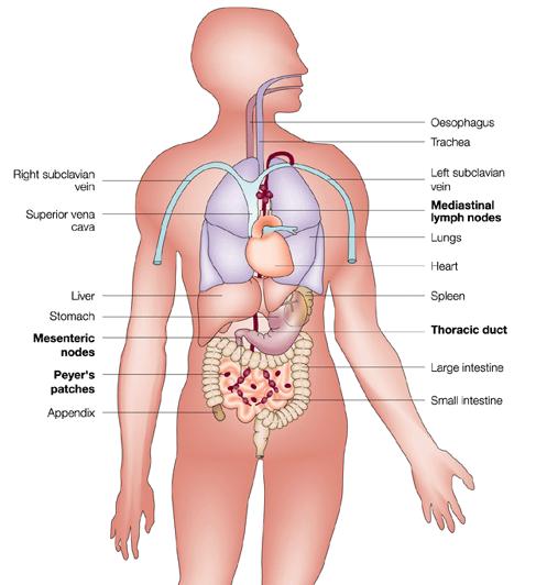 Antígenos entram através de superfícies mucosas Inalados trato respiratório Ingeridos trato gastrointestinal Tecidos linfóides