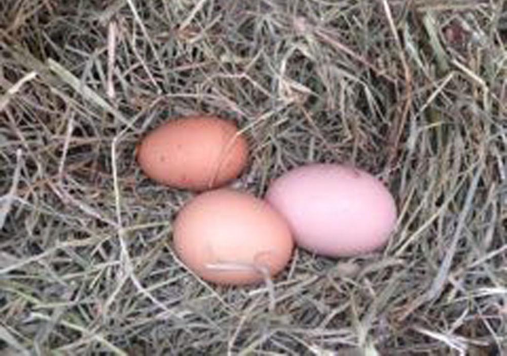 Manejo de Ovos Férteis de Galinha Caipira para a Incubação Artificial 5 As galinhas caipiras tem o hábito de buscar na natureza locais protegidos para realizarem a postura dos ovos.