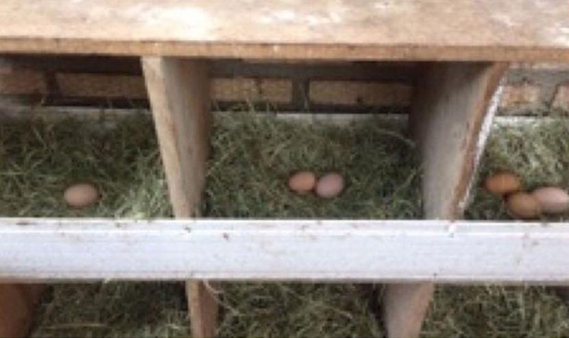 Quanto aos ovos embrionados destinados à incubação artificial, é muito importante que fiquem expostos o menor tempo possível no ambiente para evitar contaminação.