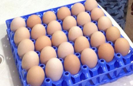 Na incubação artificial, é preciso armazenar ovos, até se acumular o número necessário para preencher a chocadeira, o que varia com o tamanho da mesma.