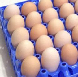 Verificar três vezes pela manhã e duas vezes à tarde se há ovos nos ninhos.