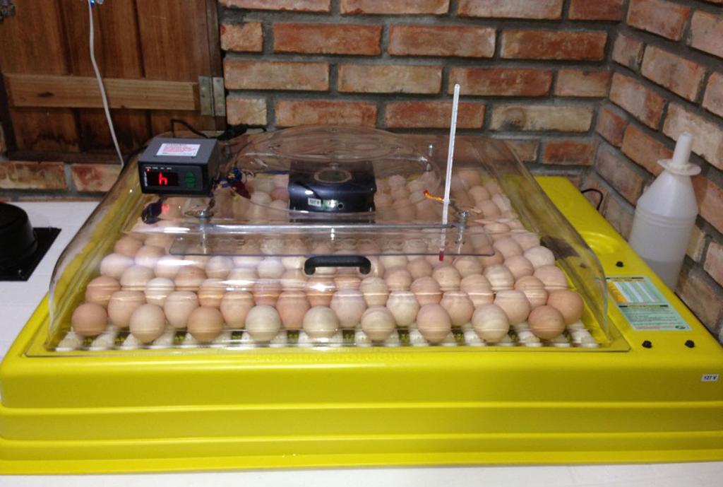 Manter as bandejas, com os ovos, em local fresco, arejado, sem incidência direta