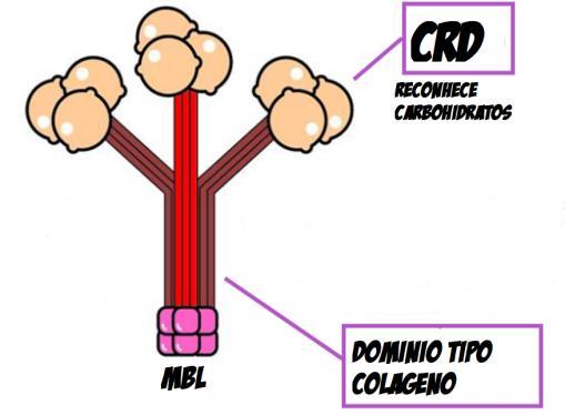 COLECTINAS A lectina ligadora de manose (mbl) activa a via de lectina do complemento, apresenta uma estrutura variavel entre as pessoas, agem como opsoninas,