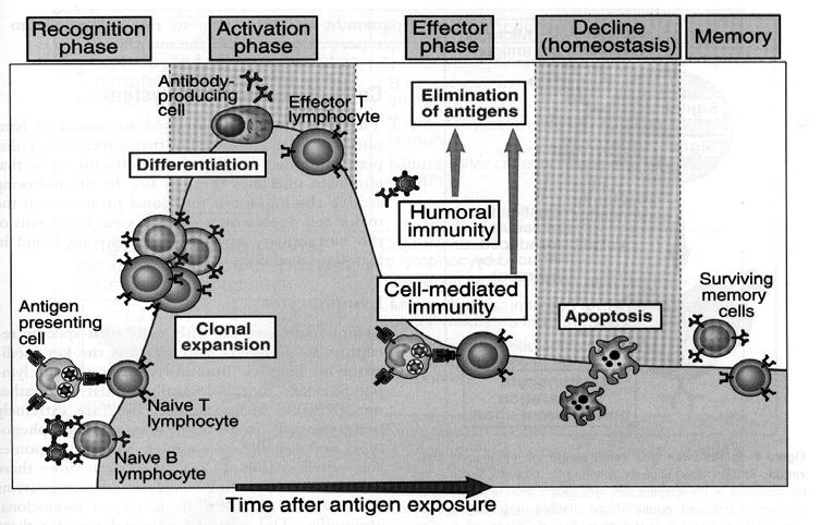 Fases da resposta imune Reconhecimento de antígeno Ativação de linfócitos Eliminação do antígeno (fase
