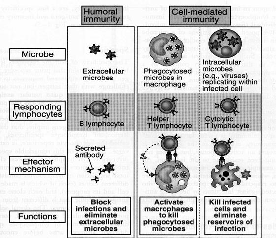 Prof. Dr. Paulo Roberto 13 Imunidade Humoral Proteínas (anticorpos) produzidas por linfócitos B. Secretados na circulação e mucosas Neutralizam e eliminam mo.