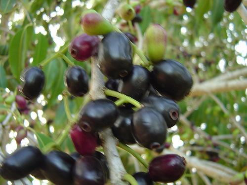 Figura 1. Frutos maduros de jambolão (Syzygium cumini Lamarck) O néctar pode ser elaborado a partir de mais de um tipo de fruta.
