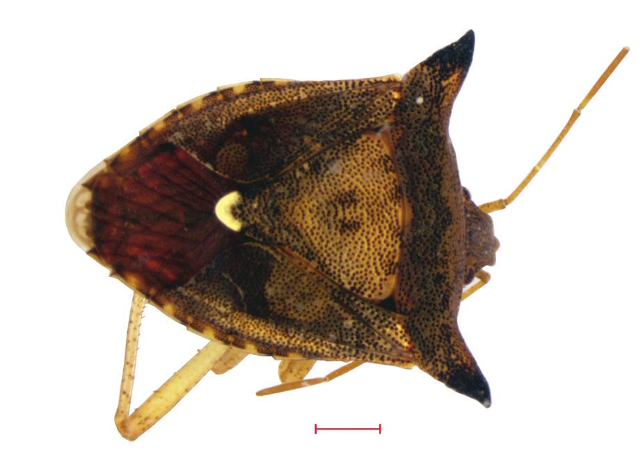 Euschistus heros (Hemiptera: Pentatomidae) fotografado em laboratório com o auxílio de um microscópio estereoscópico.