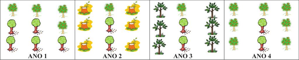 4 Rejuvenescimento do Cajueiro por meio de Podas e Substituição de Copas Fig. 3. Esquema da substituição em fileiras alternadas no processo de renovação de pomar de cajueiro.