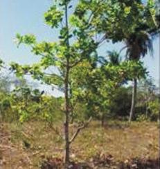 No ano seguinte, realizam-se o corte do restante da área, o adensamento com mudas de clones de cajueiro-anãoprecoce e o consórcio com culturas de ciclo curto nos espaços entre plantas.