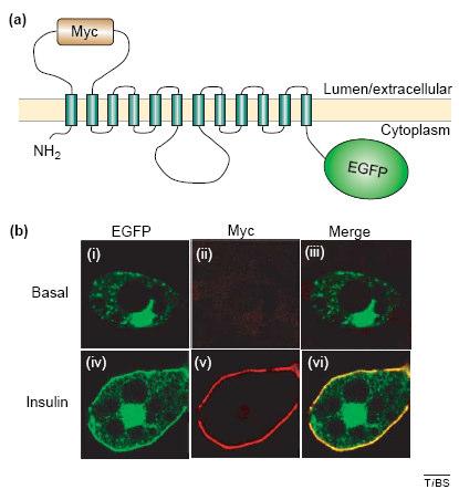 TRANSLOCAÇÃO DE GLUT-4 E ACTIVAÇÃO DO RECEPTOR DE INSULINA Adipócito Myc: an engineered