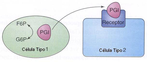 Fosfoglucose isomerase, uma proteína moonlighting Catalisa o segundo passo da glicólise [a interconversão da