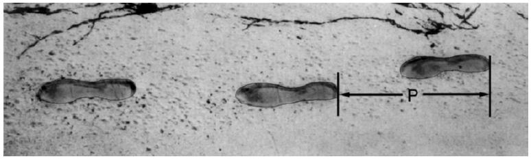 4. A figura mostra as pegadas de um homem a andar. O comprimento do passo, p, é a distância entre a parte de trás de duas pegadas consecutivas.