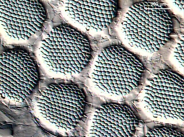 107 Fig 4.5. Micrografia obtida por óptico do Segundo embutimento tratado a 950ºC por 1 hora, onde pode-se observar que o Cu Interno da região dos filamentos está 100% recristalizado. 4.2.