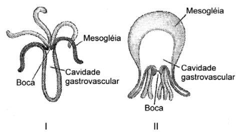 Células que revestem externamente as esponjas e as que revestem a espongiocela são, respectivamente: a) amebócitos e espículas; b) pinacócitos e coanócitos; c) coanócitos e pinacócitos; d)