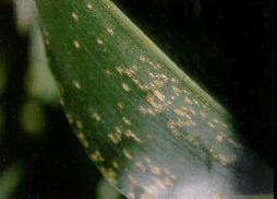 Sintomas: As pústulas são formadas na parte área da planta e são mais abundantes nas folhas.