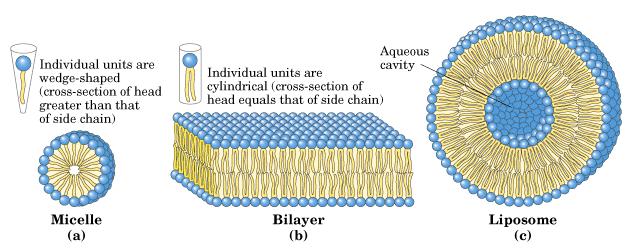 Amphipathic lipid