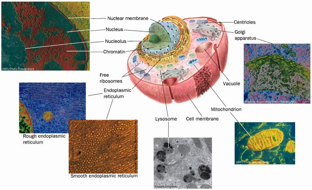 Membranas celulares Figure 1-5 Schema;c diagram of an animal cell accompanied by