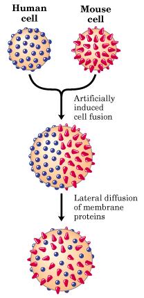 Demonstration of lateral