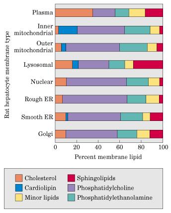 Lipid composition of the plasma membrane