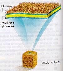 Glicocálice Camada de carboidratos ligados a proteínas ou lipídeos na face externa da membrana