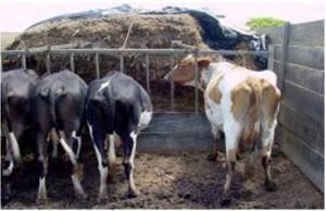 13/07/2016 Vacas de leite podem aumentar a produção de leite com o consumo equilibrado de fibras Três fatores são determinantes para que o animal de produção tenha um bom desempenho: genética, manejo