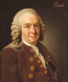 Carolus Linnaeus (1707 1778) - Classificação moderna - Systema