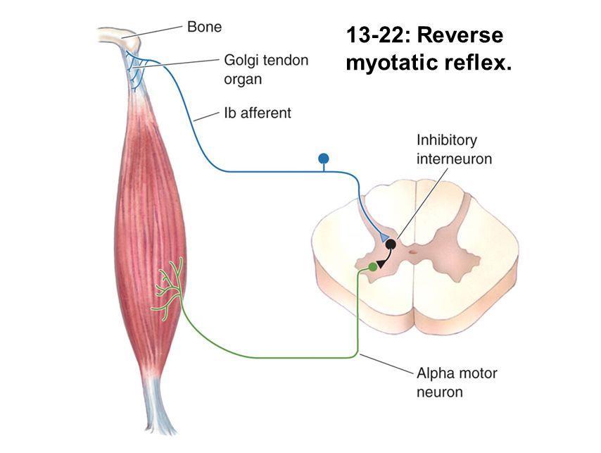 Órgão Tedinoso de Golgi e o Arco Reflexo Sistema de retroalimentação