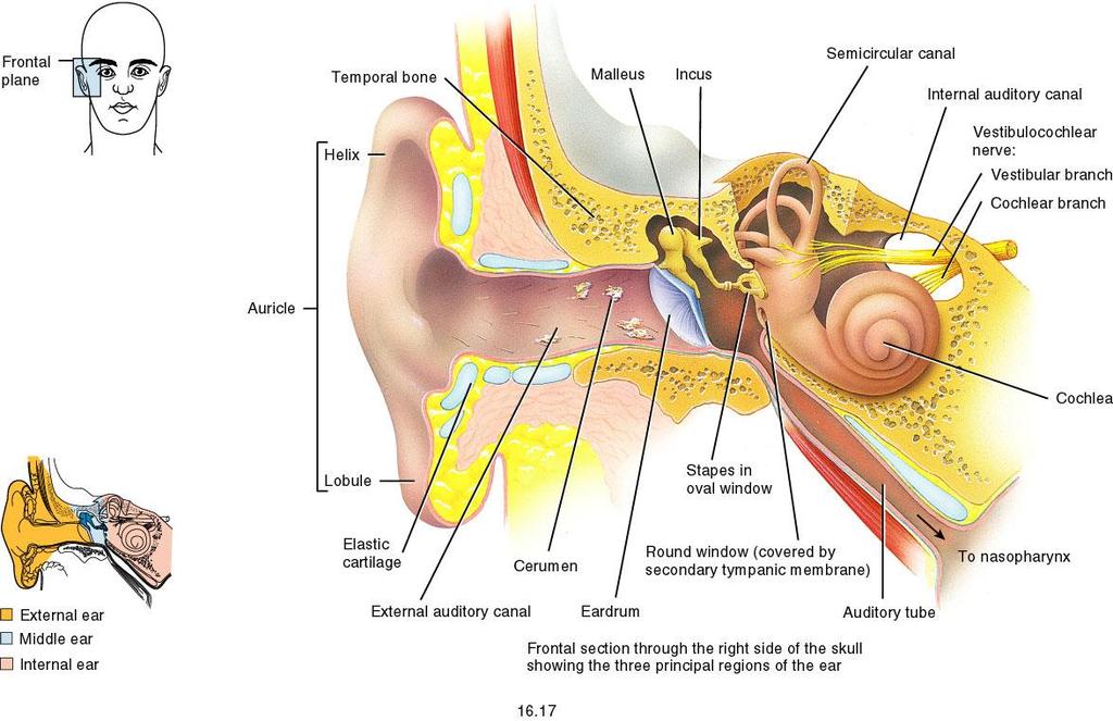 Anatomia do Ouvido amplificação do som APARELHO