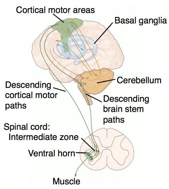 Alças Corticais com os Núcleos da Base e com o Cerebelo Alças Córticais com os Núcleos da Base Programa Motor Parâmetros Motores