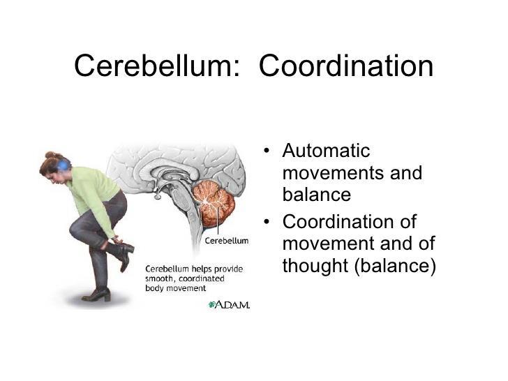 Papel do Cerebelo coordenação da atividade motora; regulação do tônus muscular; movimentos automáticos e balanço mecanismos que influenciam e