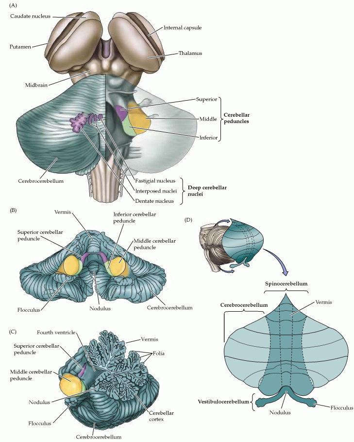 através dos núcleos cerebelares